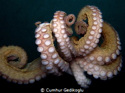 Octopus vulgaris by Cumhur Gedikoglu 